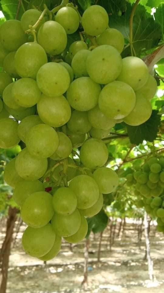 Egyptian Early Grapes
